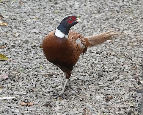pheasant